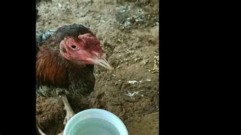 Nalumpong manok or dimakatayo // ito Ang Lunas at .